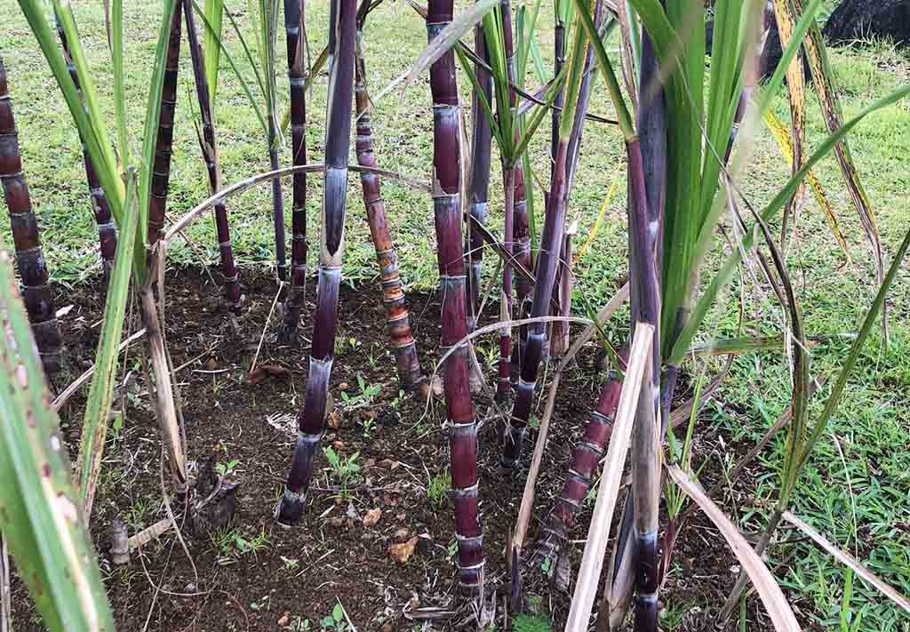 Red sugar cane in Mauritius 