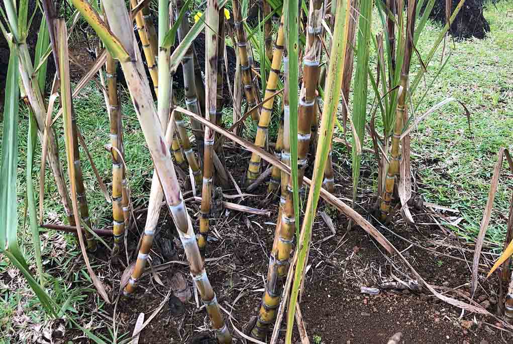 Yellow sugar cane in Mauritius 
