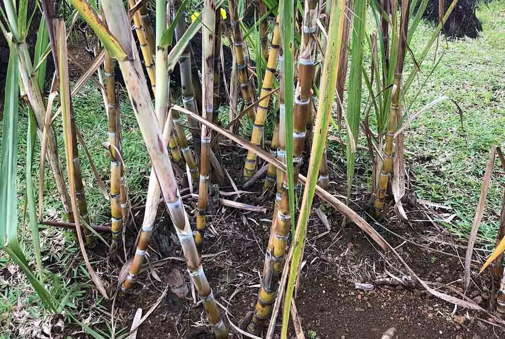 Yellow sugar cane in Mauritius