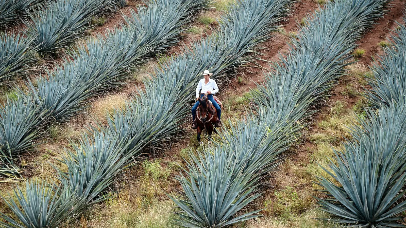 Adiccion Reposado Tequila agave